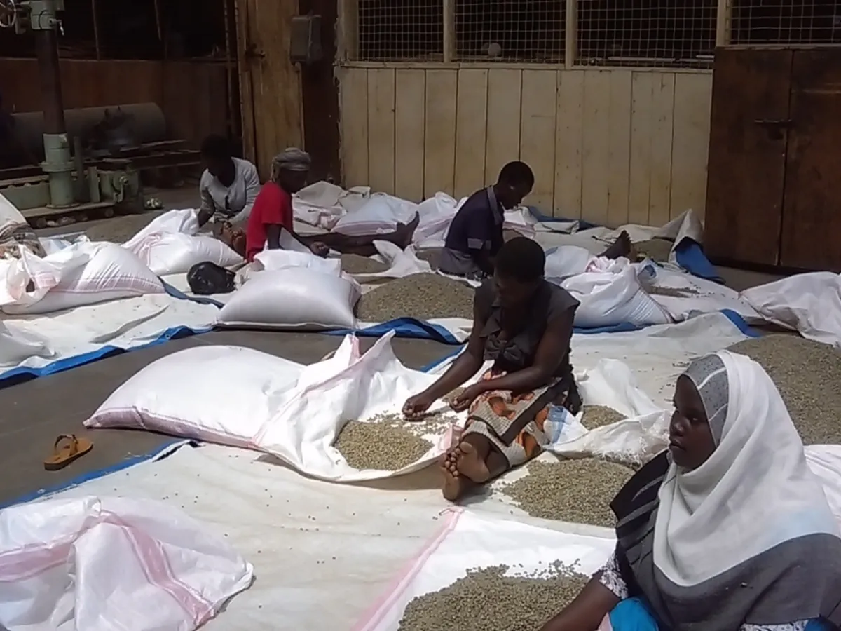 Workers sorting coffee beans by hand before bagging and grading
